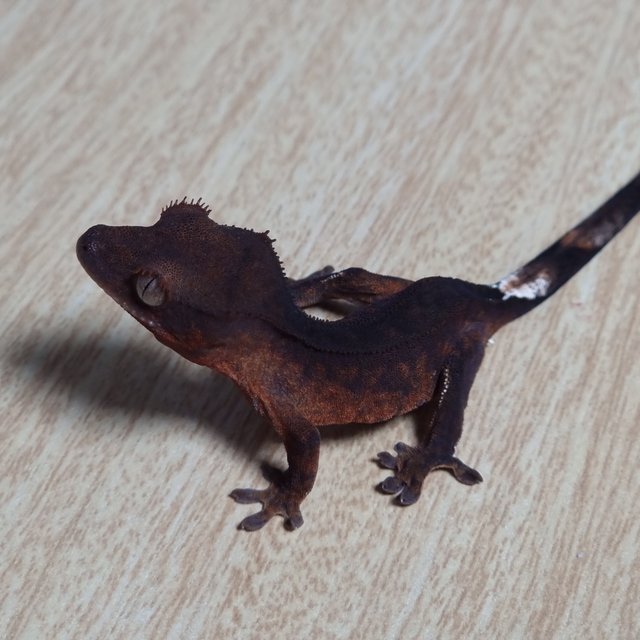 챠콜 팬텀 100%헷아잔틱