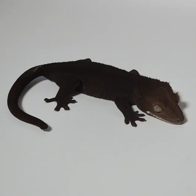 아잔틱