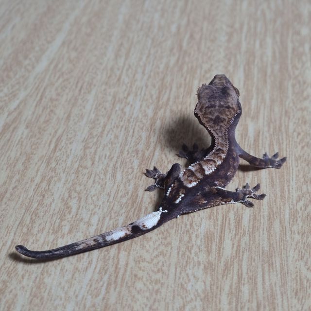 트라이 카푸치노