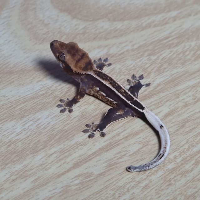 오닉스 엠티백