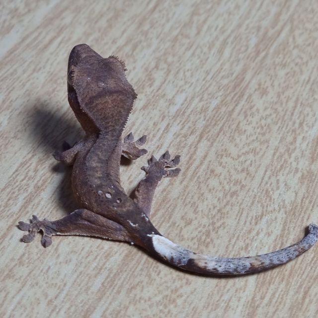 팬텀 100%헷아잔틱