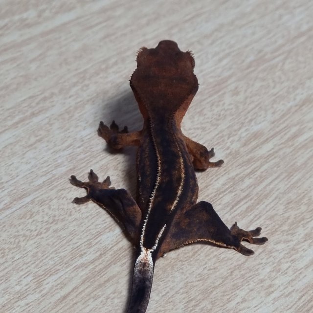 엠티백 100%헷아잔틱