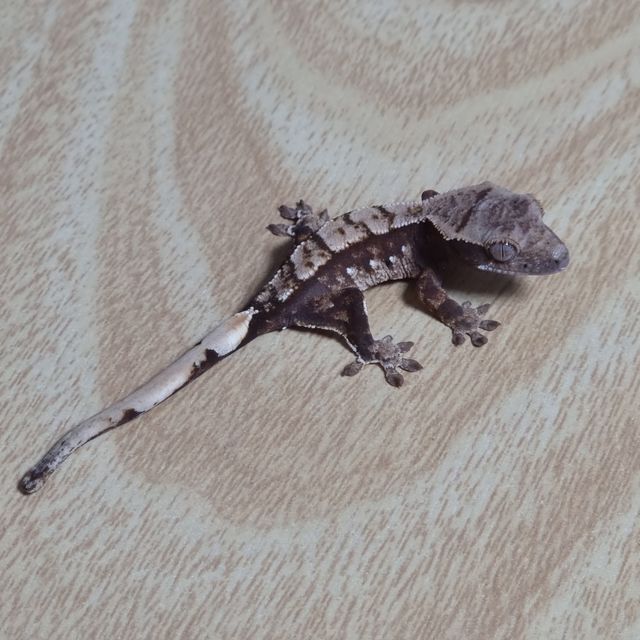 트라이 익스트림할리퀸