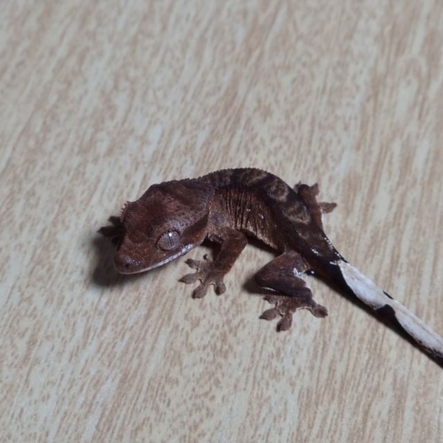 팬텀 100%헷아잔틱