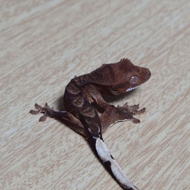 팬텀 100%헷아잔틱