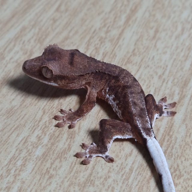 레드 팬텀 릴리100%헷아잔틱