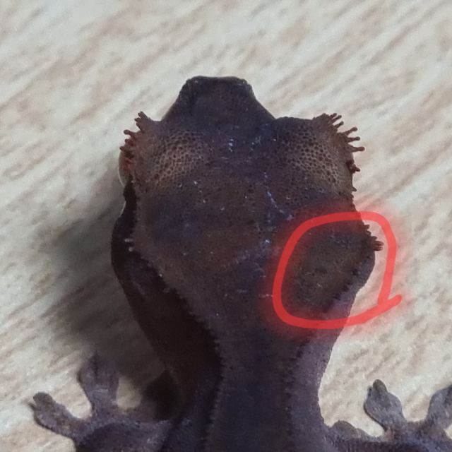챠콜 팬텀 카푸치노