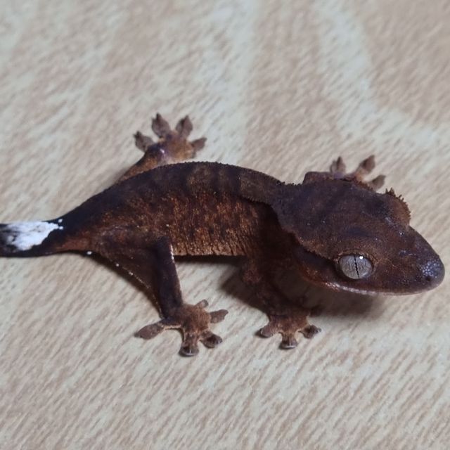 다크 팬텀 100%헷아잔틱