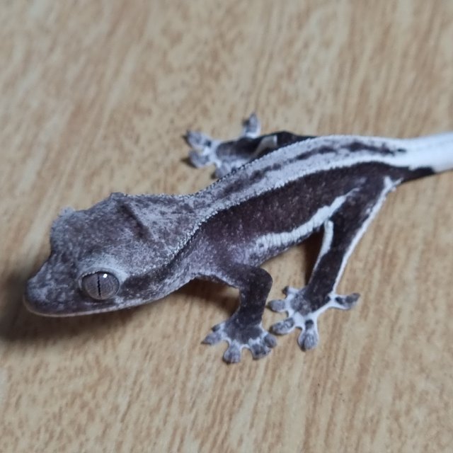 슈퍼스트라이프 팬텀 릴잔틱