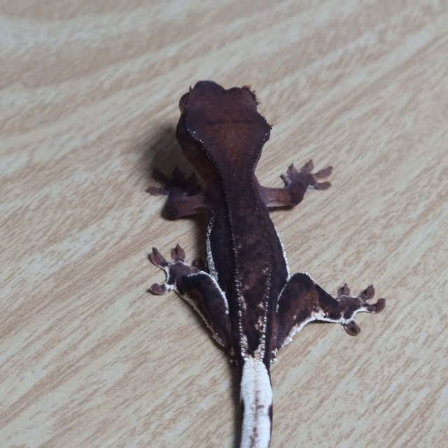 챠콜 팬텀 프라푸치노 100%헷아잔틱