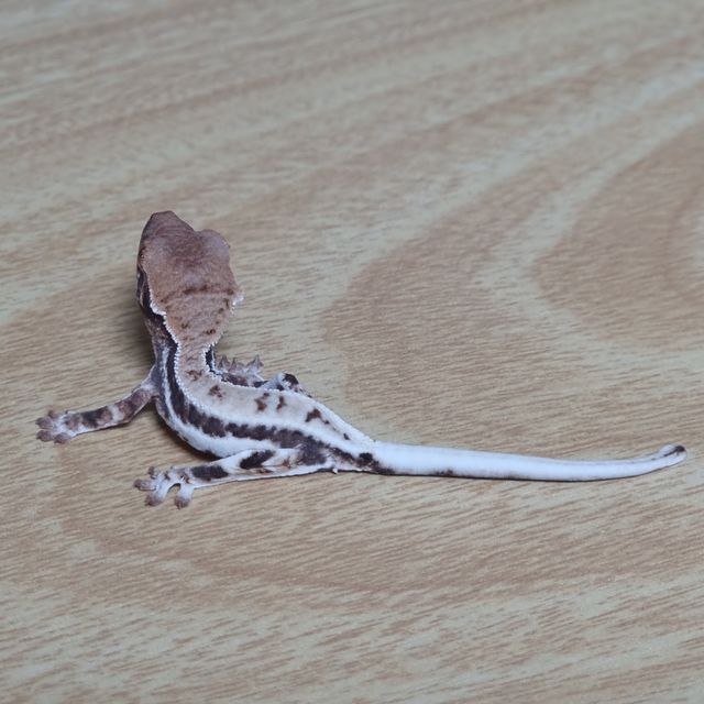 프라푸치노