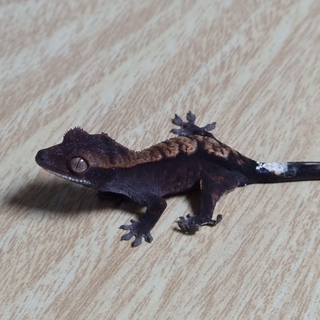 챠콜 플레임 카푸치노