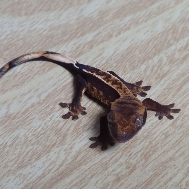 다크 쿼드 핀스트라이프