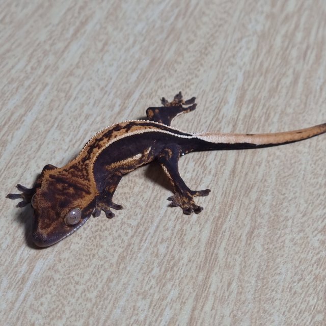 풀핀 핀스트라이프 엠티백