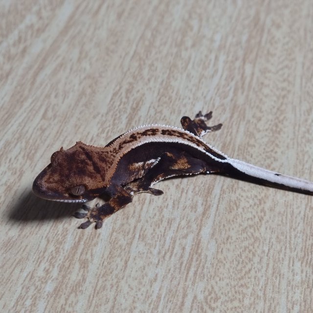 슈퍼스트라이프 엠티백