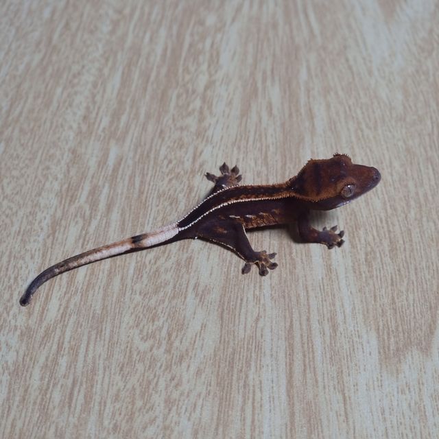 오닉스 엠티백