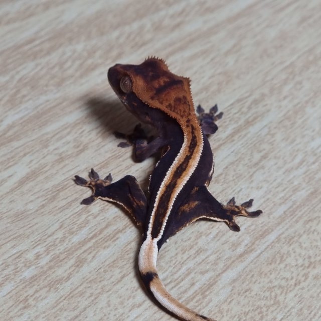 쿼드 슈퍼스트라이프 엠티백