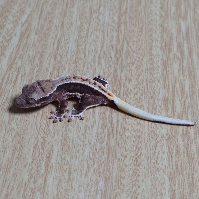 프라푸치노