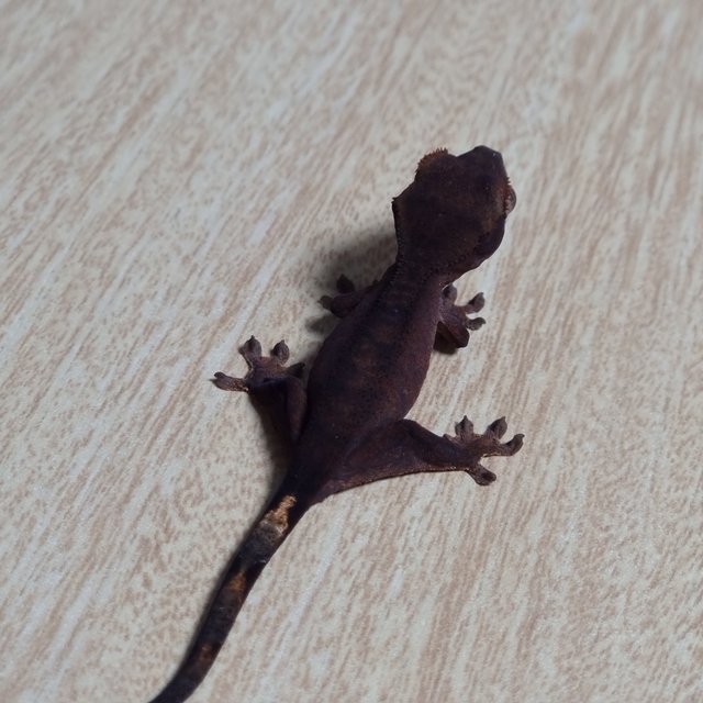 챠콜 100%헷아잔틱