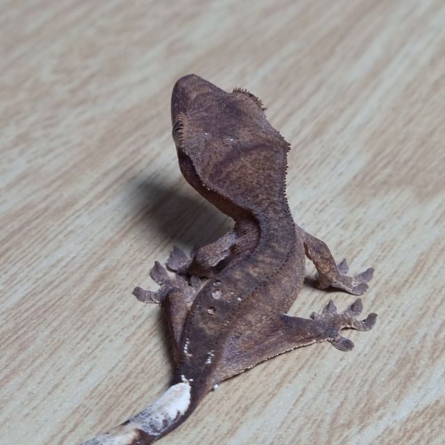 팬텀 100%헷아잔틱