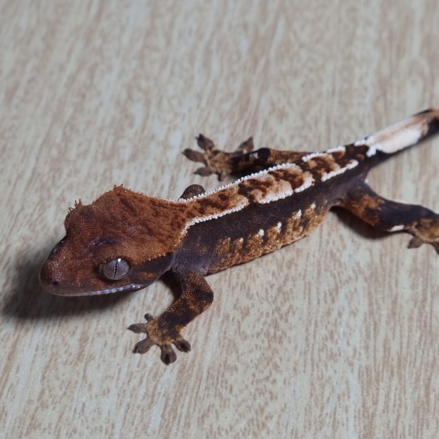 트라이 핀스트라이프