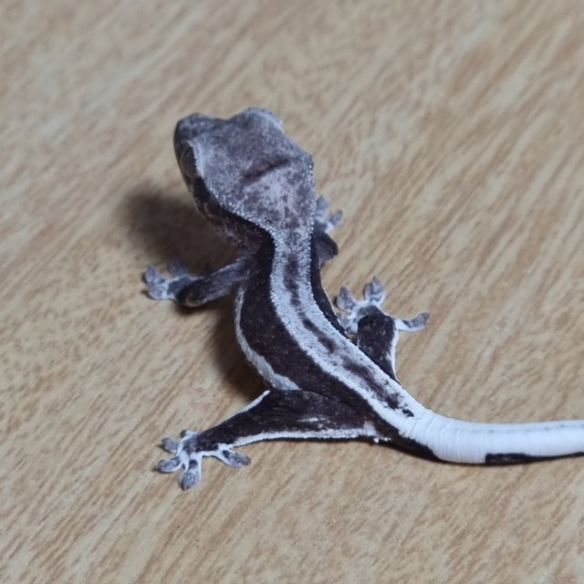 슈퍼스트라이프 팬텀 릴잔틱