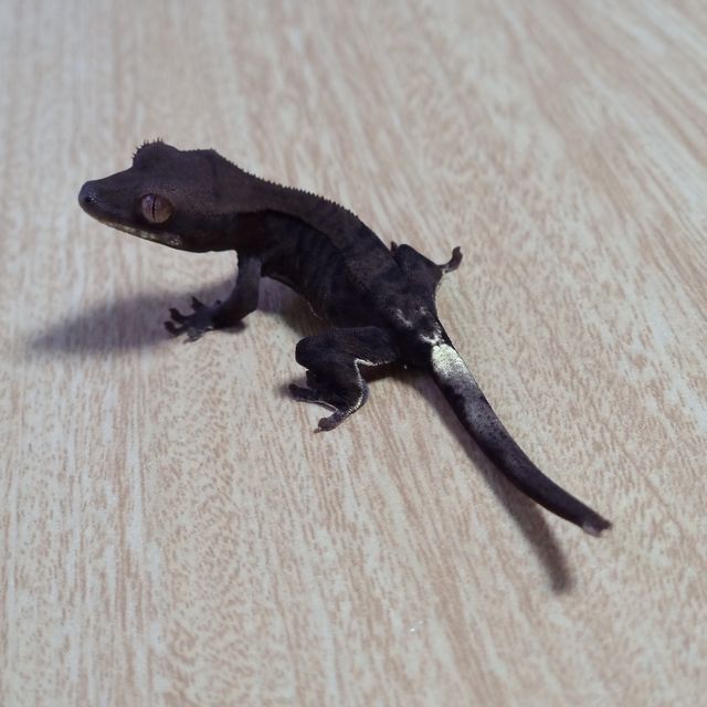 프라푸치노 팬텀 다크