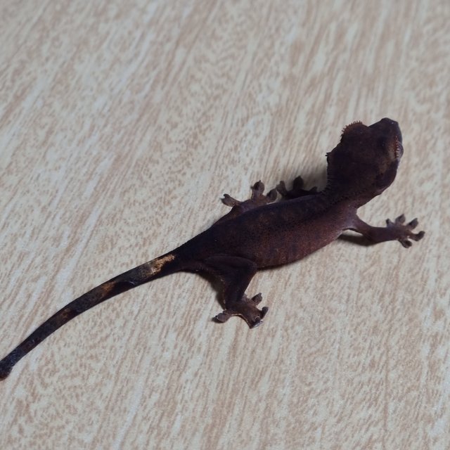 챠콜 100%헷아잔틱