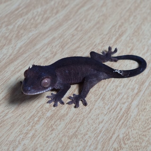 챠콜 카푸치노 100%헷아잔틱