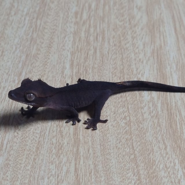 챠콜 100%헷아잔틱