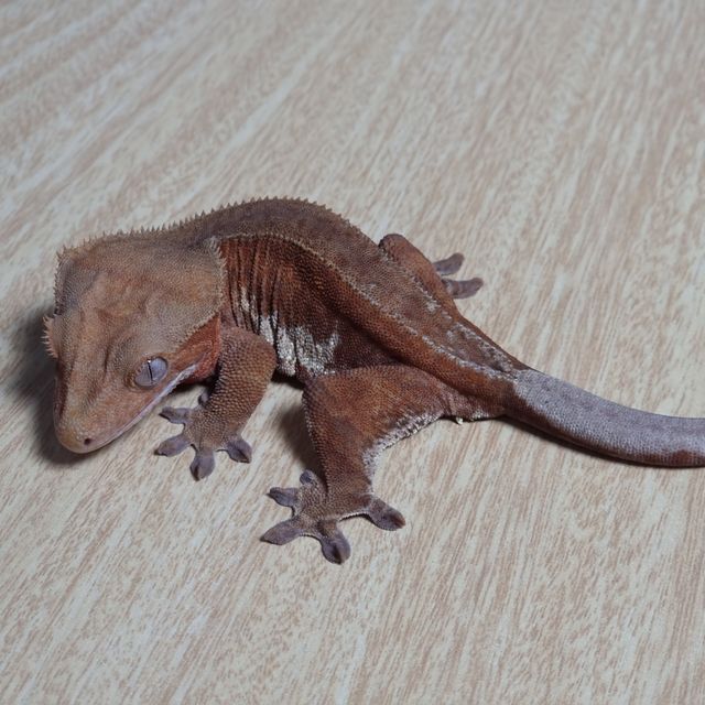 팬텀 릴리화이트