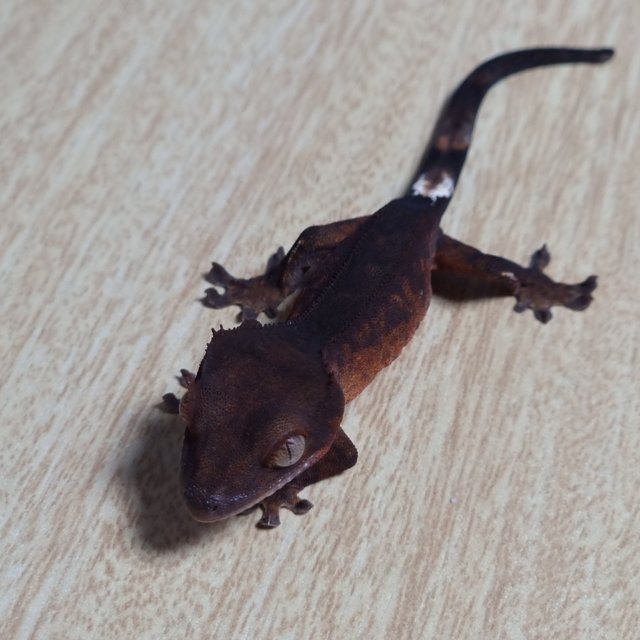 챠콜 팬텀 100%헷아잔틱