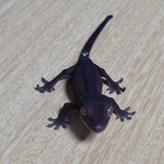 챠콜 카푸치노 100%헷아잔틱