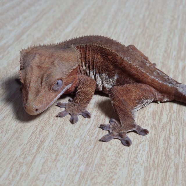 팬텀 릴리화이트