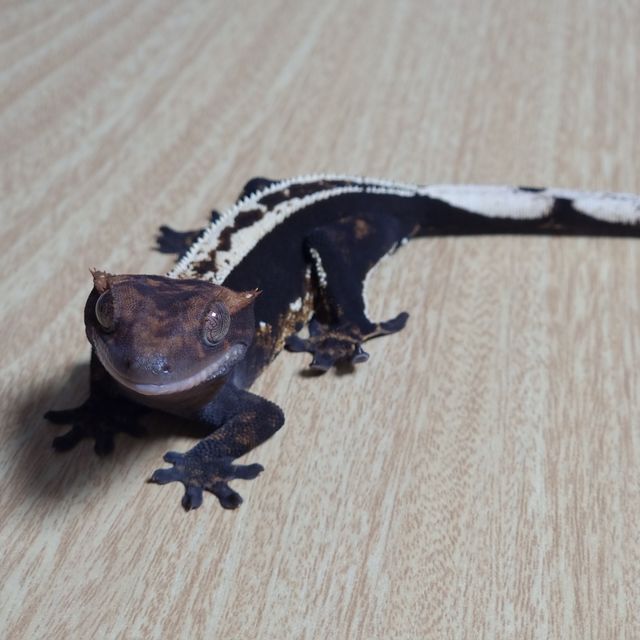 다크 핀스트라이프