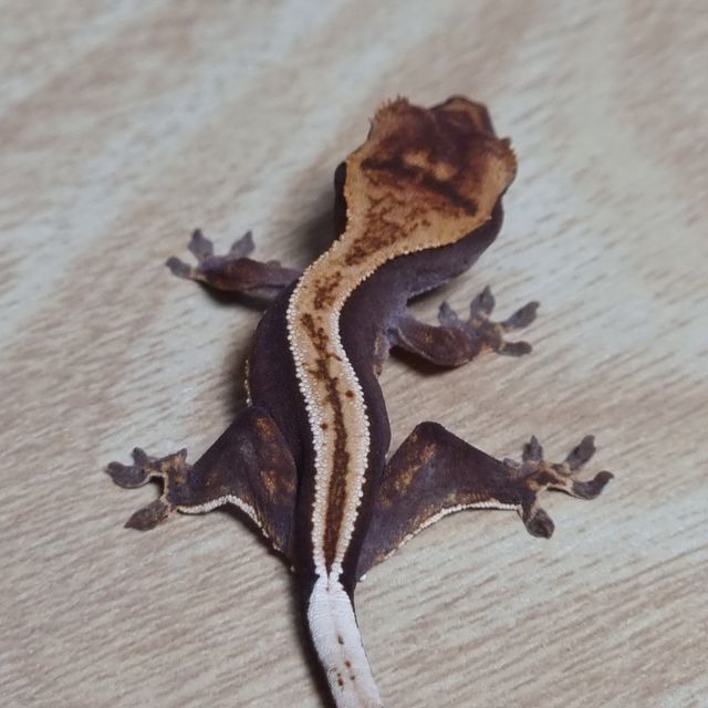 슈퍼스트라이프