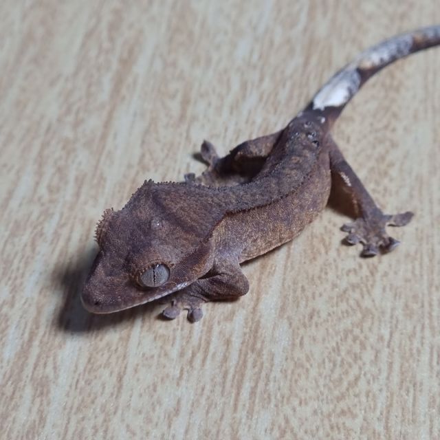 팬텀 100%헷아잔틱