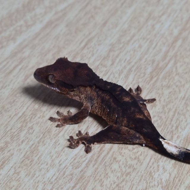 챠콜 팬텀 100%헷아잔틱