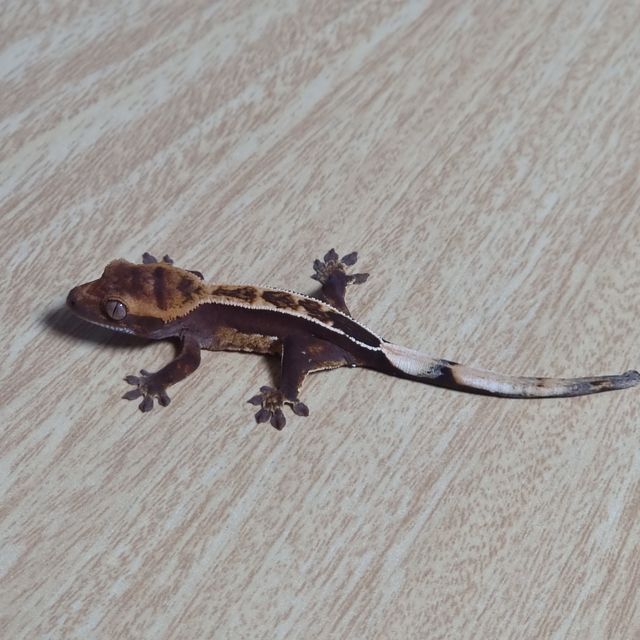 오닉스 엠티백
