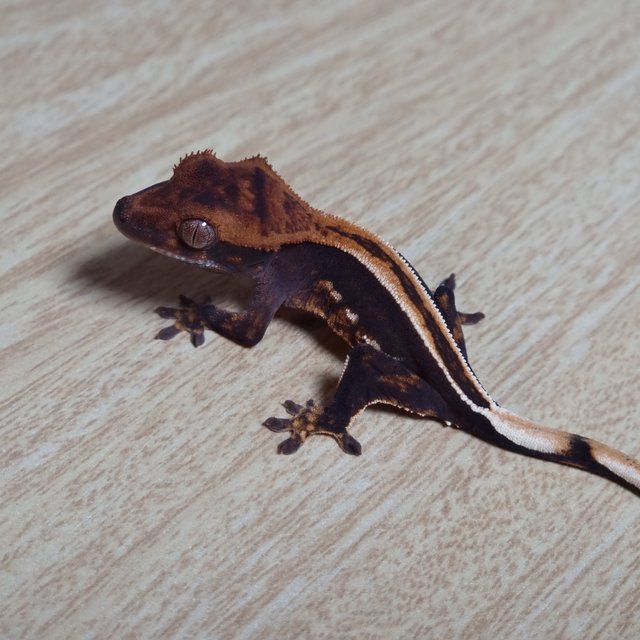 쿼드 슈퍼스트라이프 엠티백