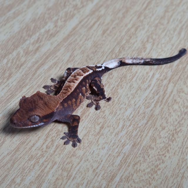 트라이 카푸치노