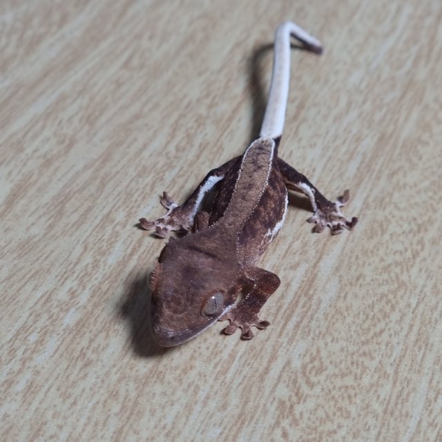 팬텀 릴리100%헷아잔틱