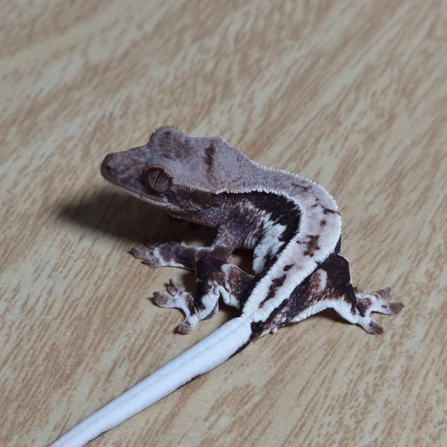 다크 프라푸치노