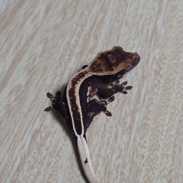 다크 슈퍼스트라이프 엠티백