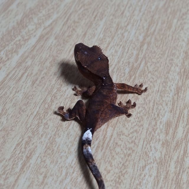 다크 팬텀 100%헷아잔틱