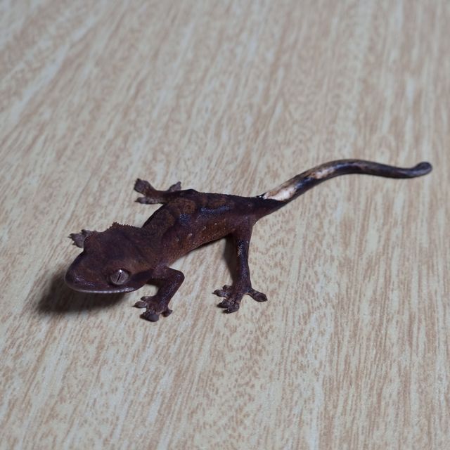 챠콜 팬텀