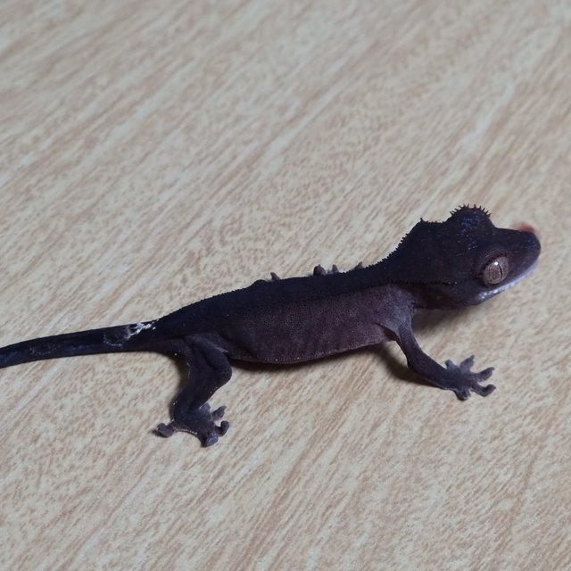 챠콜 카푸치노 100%헷아잔틱