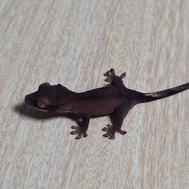 챠콜 100%헷아잔틱