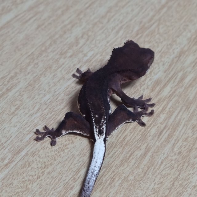 챠콜 팬텀 프라푸치노 100%헷아잔틱