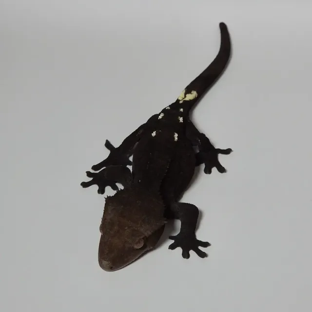 아잔틱